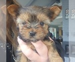 Small Photo #24 Yorkshire Terrier Puppy For Sale in LINCOLN CITY, OR, USA