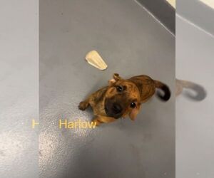 Labrador Retriever-Unknown Mix Dogs for adoption in Hilton Head, SC, USA