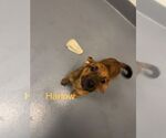 Small Labrador Retriever Mix