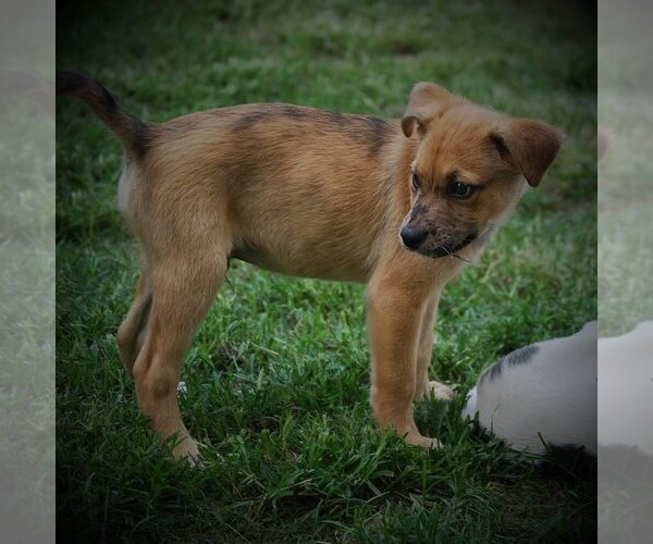 Medium Photo #15 Catahoula Leopard Dog-Unknown Mix Puppy For Sale in Spring, TX, USA