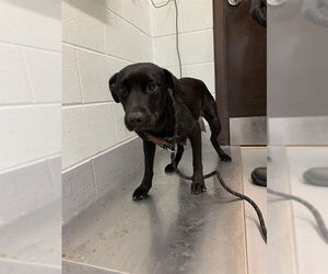 Labrador Retriever Dogs for adoption in Corpus Christi, TX, USA