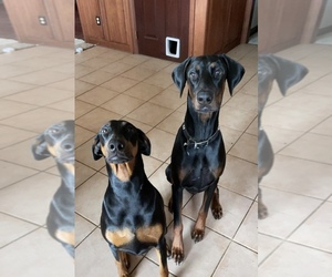 Doberman Pinscher Puppy for sale in LAKEWOOD, OH, USA