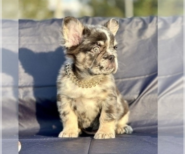 Medium Photo #3 French Bulldog Puppy For Sale in TULSA, OK, USA