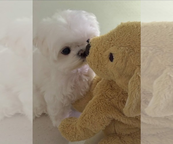 Medium Photo #1 Maltese Puppy For Sale in CLERMONT, FL, USA