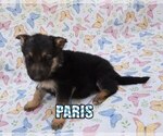 Small Photo #3 German Shepherd Dog Puppy For Sale in jasper, AR, USA