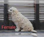 Small Photo #3 Great Pyrenees Puppy For Sale in PERALTA, NM, USA