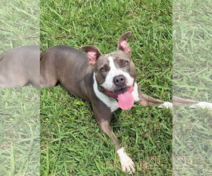 American Pit Bull Terrier Dogs for adoption in Virginia Beach, VA, USA