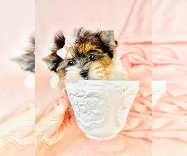 Medium Photo #10 Biewer Yorkie Puppy For Sale in MIAMI BEACH, FL, USA