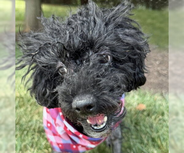 Medium Photo #6 Mutt Puppy For Sale in Arlington, VA, USA