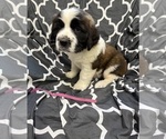 Small #2 Saint Bernard