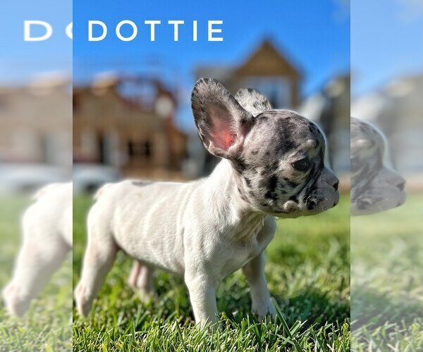 Medium Photo #5 French Bulldog Puppy For Sale in SUISUN CITY, CA, USA