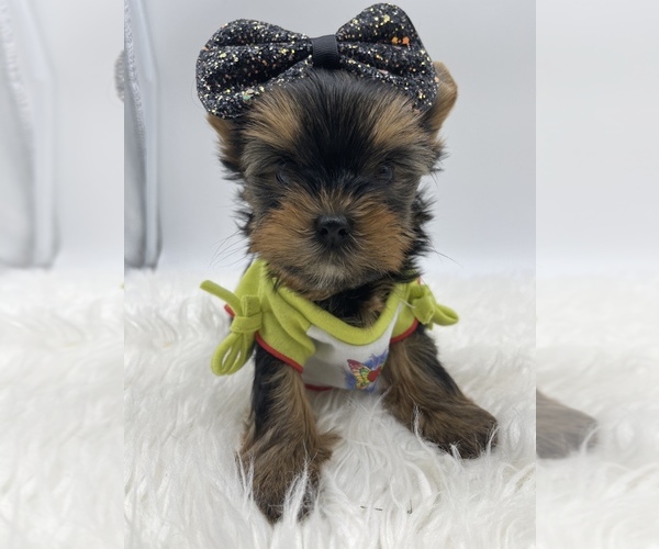 Medium Photo #8 Yorkshire Terrier Puppy For Sale in CORAL SPRINGS, FL, USA