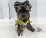Small Photo #8 Yorkshire Terrier Puppy For Sale in CORAL SPRINGS, FL, USA