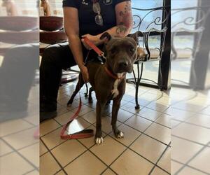 Mutt Dogs for adoption in Burbank, CA, USA