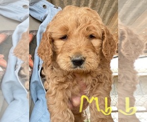 Goldendoodle-Poodle (Standard) Mix Puppy for sale in SCOTTSDALE, AZ, USA