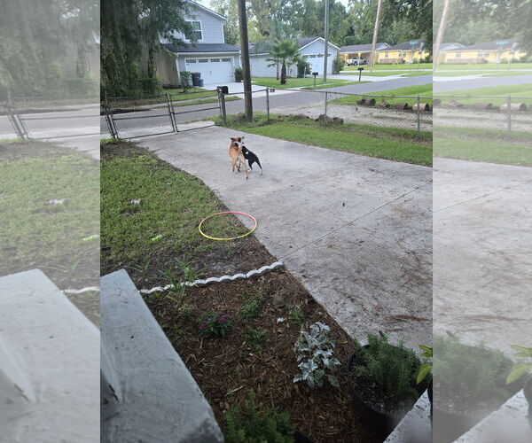 Medium Photo #8 Border Collie-Unknown Mix Puppy For Sale in Sanford, FL, USA