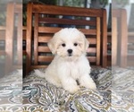 Miles - Male Mal-Shi Puppy for Sale - Photo #2
