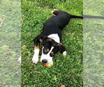 Small #1 Mutt