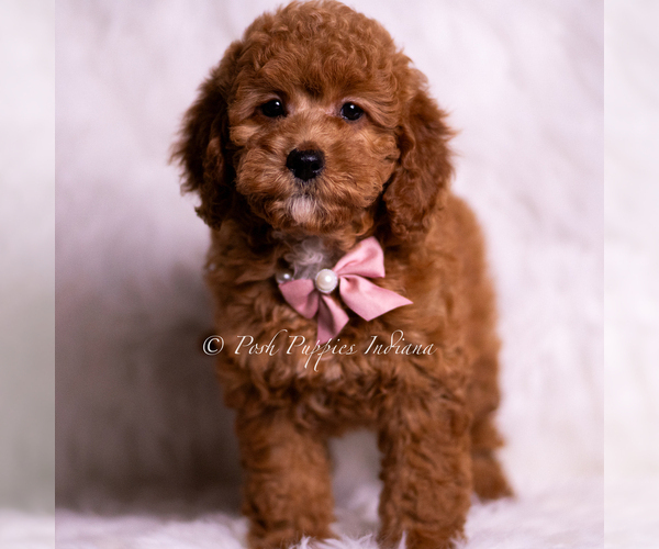 Medium Photo #3 Goldendoodle (Miniature) Puppy For Sale in WARSAW, IN, USA