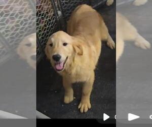 Golden Retriever Puppy for sale in RIGA, MI, USA