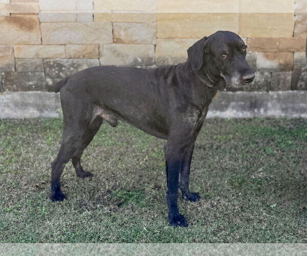 Medium Photo #3 Mutt Puppy For Sale in PIPE CREEK, TX, USA