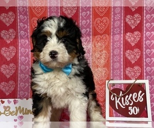 Bernedoodle Puppy for sale in LANCASTER, PA, USA
