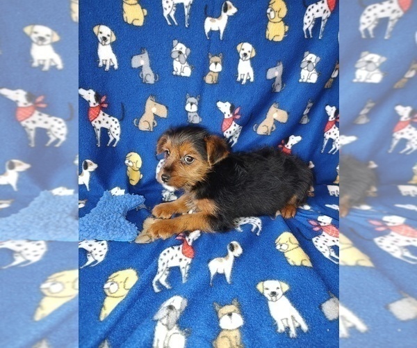 Medium Photo #5 YorkiePoo Puppy For Sale in LAPEER, MI, USA