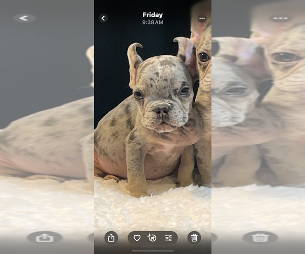 Medium Photo #9 French Bulldog Puppy For Sale in SAN MARINO, CA, USA