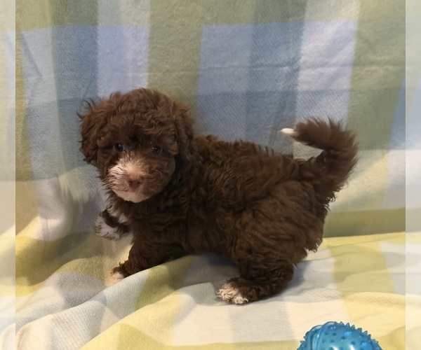 Medium Photo #2 Havapoo Puppy For Sale in GUTHRIE, KY, USA