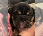 Puppy Bean English Bulldog