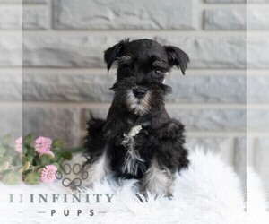 Schnauzer (Miniature) Puppy for sale in MIFFLINBURG, PA, USA