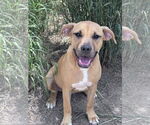 Small #4 Boxer-Rhodesian Ridgeback Mix