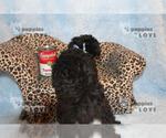 Small Photo #13 Poodle (Toy) Puppy For Sale in SANGER, TX, USA