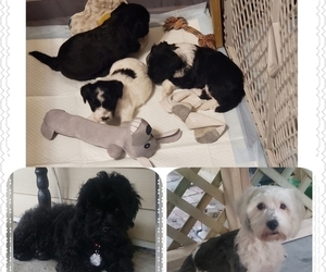 Coton de Tulear-Zuchon Mix Puppy for sale in MOUNT PLEASANT, PA, USA