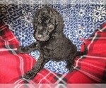 Small Photo #4 Double Doodle Puppy For Sale in LINCOLN, AL, USA
