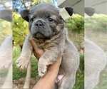 Small Photo #18 French Bulldog Puppy For Sale in SALT LAKE CITY, UT, USA