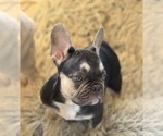 Puppy Dior French Bulldog