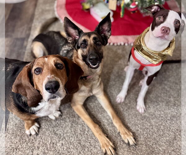 Medium Photo #6 Mutt Puppy For Sale in Princeton, MN, USA