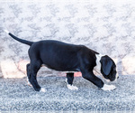 Small #3 Great Dane