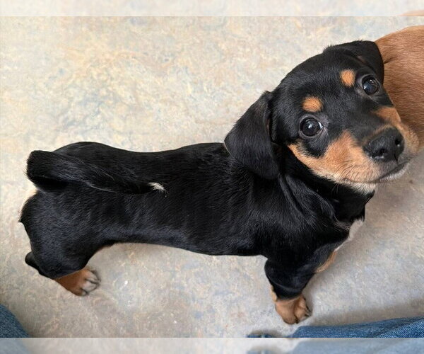 Medium Photo #8 Beagle-Unknown Mix Puppy For Sale in New York, NY, USA