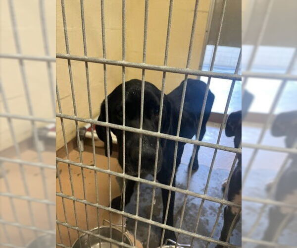 Medium Photo #1 Labrador Retriever Puppy For Sale in Texas City, TX, USA