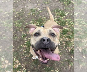 Mutt Dogs for adoption in Philadelphia, PA, USA