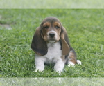 Puppy MOE Basset Hound