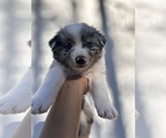 Small Australian Shepherd