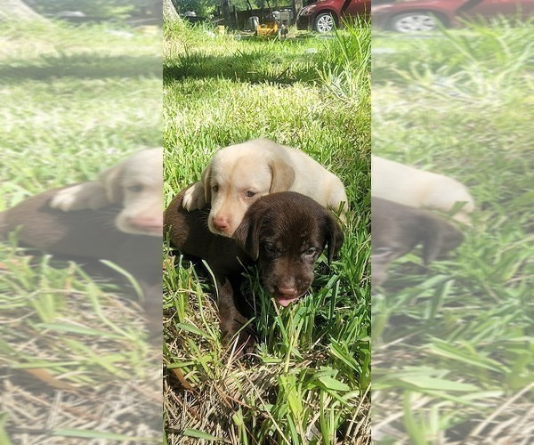 Medium Photo #2 Labrador Retriever Puppy For Sale in FLEMING ISLE, FL, USA