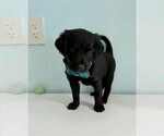 Small #1 Aussiedoodle-Labradoodle Mix