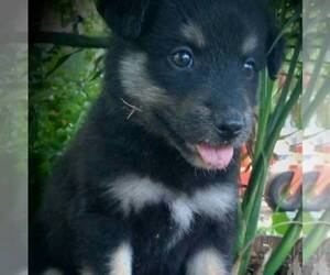 Australian Shepherd Puppy for sale in LINDEN, TN, USA