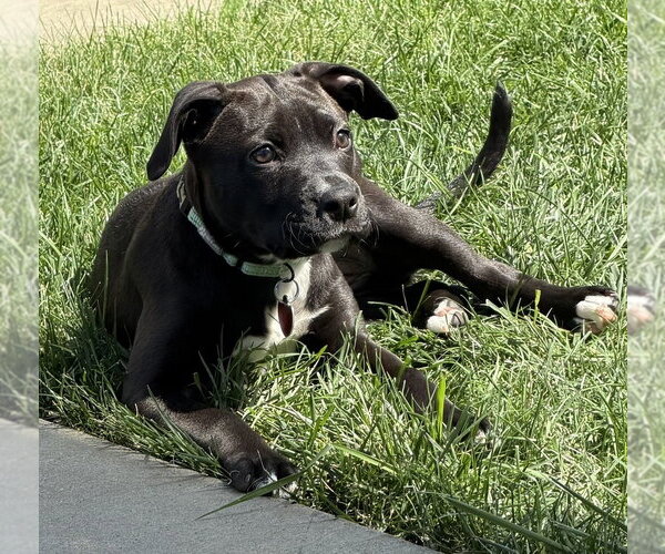 Medium Photo #1 Bull-Boxer Puppy For Sale in Springdale, PA, USA
