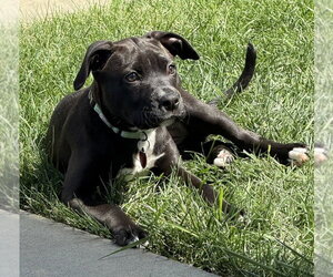 Bull-Boxer Dogs for adoption in Springdale, PA, USA