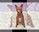 Small Pharaoh Hound-Rat Terrier Mix